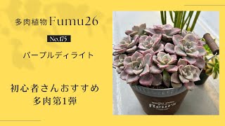 【多肉植物】初心者さんおすすめ✨育てやすい多肉パープルディライト