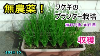 無農薬！ワケギのプランター栽培 収穫と秋野菜の生育状況 2024 10