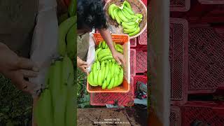 Panetha Gujarat India 🇮🇳 Banana 🍌 cutting ✂️ and packing part 424