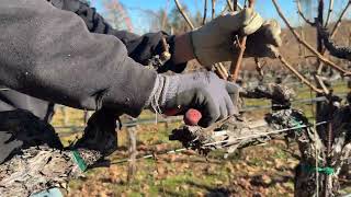 Poda de uva en Napa valley2024