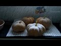 how to grow pumpkin from seeds மஞ்சள் பூசணி விதை முதல் அறுவடை வரை poosanikai sedi valarpu