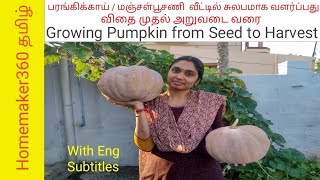 How to Grow Pumpkin from Seeds | மஞ்சள் பூசணி விதை முதல் அறுவடை வரை |  poosanikai sedi valarpu