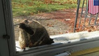 New Hampshire couple chased by aggressive groundhog