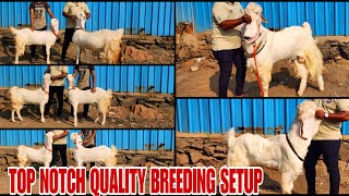 Top Notch Quality Hansa Breeder Or Female Goats Titwala Baneli Gaon Hansa Breeding Setup