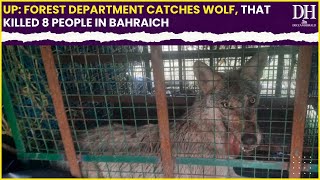 Uttar Pradesh Wolf Attack News: Forest Department catches wolf that killed 8 people in Bahraich