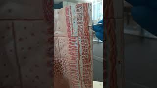 Digestive microanatomy model