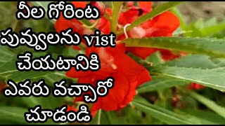 Neela gorinta puvvulu || red colour || Balsam rose flowers