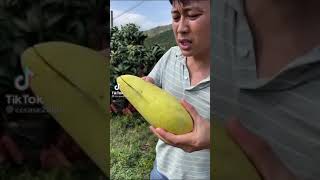 😍Farm Fresh Ninja Fruit | Tik Tok China | ( mango ) #01 | SL Farmer