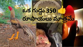 చిలుక ముక్కు గుడ్లు అమ్మకానికి ఉన్నాయి 350/ parrot beak long till 99 eggs for sale