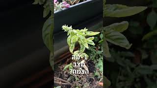 מתי מורידים ומתי משאירים את התפרחת של הבזיליקום?