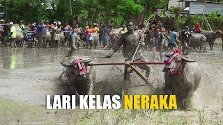 BARAPAN KEBO - LARI KELAS DEWASA - UMA TEBO KECAMATAN SETELUK