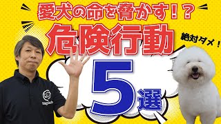 【犬との暮らし】愛犬の命を脅かす可能性が高い危険行動。5つご紹介します。