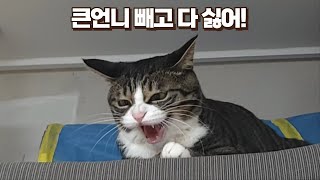 꼬리 데려오면 등업! 큰언니가 꼬리 두 명 달고 오면 생기는 놀라운 일!! 다단계 사랑 미쵸따ㅋㅋ