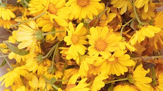 மங்களகரமான மஞ்சள் சாமந்தி 💐🌻 Auspicious yellow Marigold