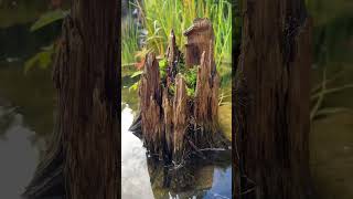 Dragonfly lays Eggs