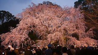 暗闇に浮かぶしだれ桜　東京・六義園で見ごろ