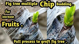 The Secret to Successful Fig Chip Budding Revealed .