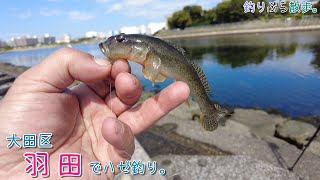 ハゼ釣りが楽しい季節ですよ！  大田区 羽田でハゼ釣り。