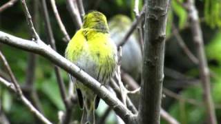 マヒワの鳴き声