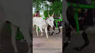 முதல் மாடு தனியா🔥#viralvideo #village #manvasamsiva #trending #rekalarace