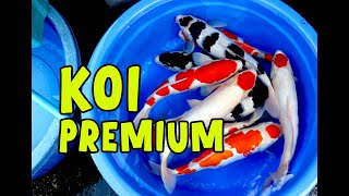 KOI PREMIUM BERKUALITAS !!! | Dua Putri Koi | 26-02-2025