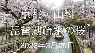 京都・山科・琵琶湖疏水の桜 2023年3月25日