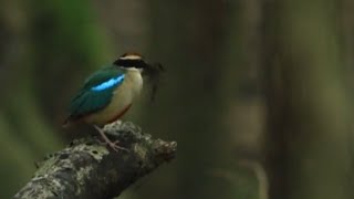 ♪鳥くん野鳥動画・ヤイロチョウ20190601JO6A9370（）