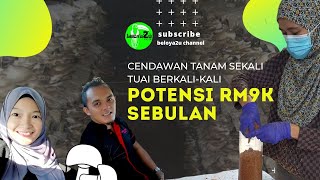 POTENSI PENANAMAN CENDAWAN BONGKAH