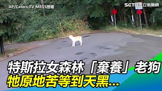 特斯拉女載老狗去森林「棄養」　牠原地苦等到天黑｜三立新聞網SETN.com