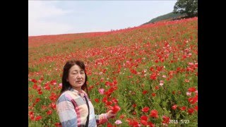 5月 23日, 2016年 天空を彩るポピー畑