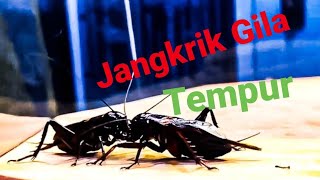 Jangkrik Gila Vs Jangkrik Normal