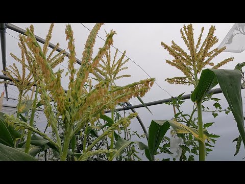 Pollinating Sweetcorn Giving The Sweetcorn A Helping Hand Youtube