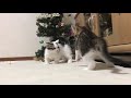 子猫に襲撃されるクリスマスツリーがおもしろい