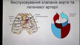 Анатомія серця