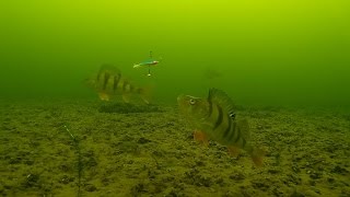 Ice fishing  - Perch. Underwater camera