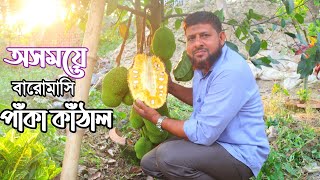 অসময়ে গাছ পাঁকা বারোমাসি কাঁঠাল খাওয়ার মজাই আলাদা | krishi tv