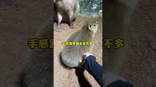 好一头大水猪 capybara 卡皮巴拉 萌宠出道计划 神奇动物在抖音 野生动物零距离