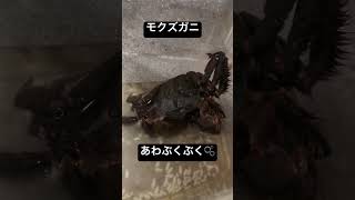 田舎の川にいる、食べると美味しいモクズガニ。モズクガニ？モウスグカニ？いや、モクズガニ。