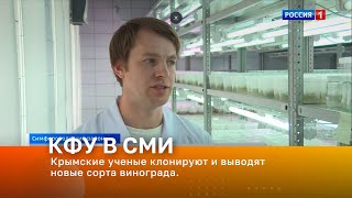 Крымские ученые клонируют и выводят новые сорта винограда.