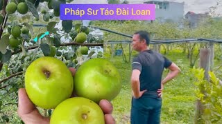 CHOÁNG VÁNG VỚI VƯỜN TÁO ĐÀI LOAN SIÊU ĐẸP CỦA EM GIỚI YÊN THẾ I NÚI ĐỒI LỤC NGẠN