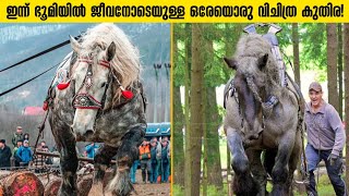 ലോകത്തിലെ ഏറ്റവും ഭംഗിയുള്ള കുതിരകൾ! Most Beautiful Horse Breeds In Malayalam | Storify