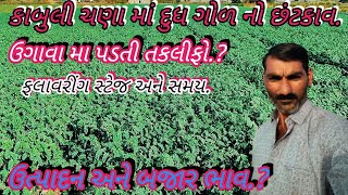 કાબુલી સફેદ ચણા ની વાવેતર થી લઈ પરિપક્વતા અને સુધીની સંપૂર્ણ માહિતી #desilifemadhavfarm