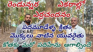 రెండున్నర ఎకరాల్లో ఎర్రచందనం .13 ఏళ్ల క్రితం మొక్కలు నాటిన రైతు. కోతకు  మరో 15 ఏళ్లు ఆగాల్సిందే