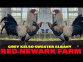 Grey Kelso Albany Sweater - Red Newark Farm Beautiful Birds