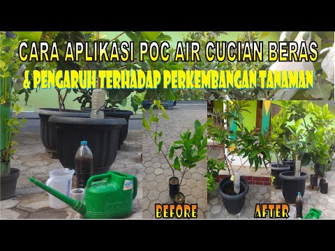 Cara Aplikasi Pupuk Organik Cair - YouTube