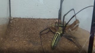 【インパクト試合】オオカマキリ９１ｍｍVSオオジョロウグモ１３７ｍｍ【異種格闘技】Japanese 　 mantis vs Golden Web Spider