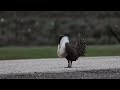 Greater Sage Grouse / Centrocercus urophasianus / preriokur ostrosterny