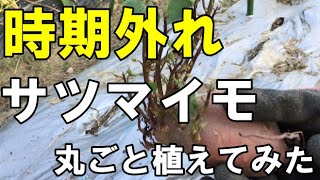 サツマイモ丸ごと栽培（実験栽培）