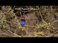 birding in ethiopia 2017 1 6 awash national park