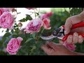 How I Deadhead Roses! 🥀✂️❤️ // Garden Answer